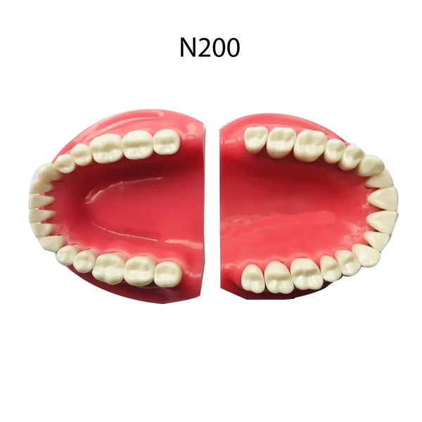 API Jaw Set with Typodonts Buy Dental products Online DentalMyntra