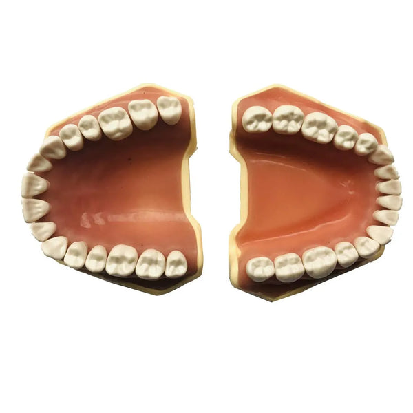 API Jaw Set with Typodonts Buy Dental products Online DentalMyntra