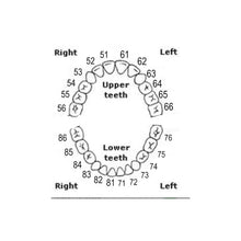 API Typodont Teeth Set with Screw Buy Dental products Online DentalMyntra