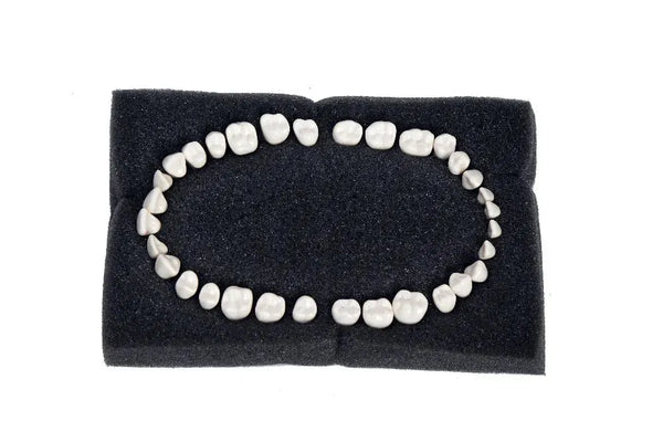 API Typodont Teeth Set with Screw Buy Dental products Online DentalMyntra