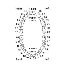 API Typodont Teeth Set with Screw Buy Dental products Online DentalMyntra