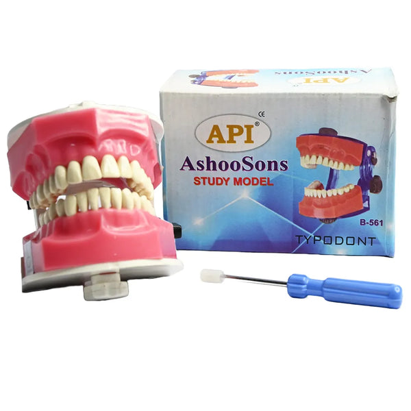 Api Jaw Set And Teeth B-561 Buy Dental products Online DentalMyntra