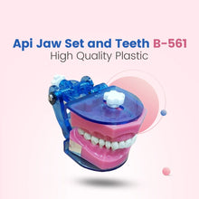 Api Jaw Set And Teeth Buy Dental products Online DentalMyntra