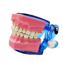 Api Jaw Set And Teeth Buy Dental products Online DentalMyntra