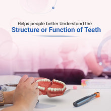 Api Jaw Set And Teeth Buy Dental products Online DentalMyntra