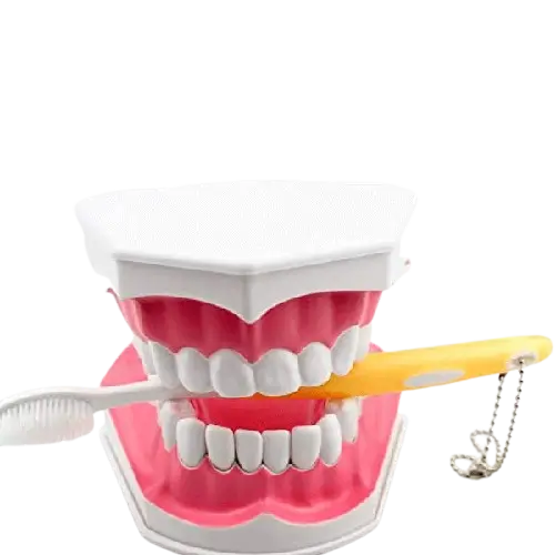 Dental Brushing Model