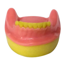 Dental Model Partially Edentulous Mandible MD-123 Buy Dental products Online DentalMyntra