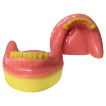 Dental Model Partially Edentulous Mandible MD-123 Buy Dental products Online DentalMyntra