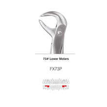 GDC Extraction Forceps S/12 With Cassette Instruments Kit (EFPWC12) Buy Dental products Online DentalMyntra