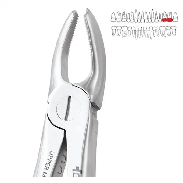 GDC Extraction Forceps Upper Molar Left Premium (FX18P) Buy Dental products Online DentalMyntra