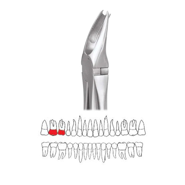 GDC Extraction Forceps Upper Molar Right Premium Cowhorn- FX89P Buy Dental products Online DentalMyntra