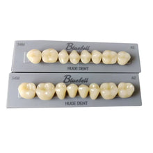 Huge Synthetic Polymer Teeth set Bluebell Double Cross Link 3Lyer Buy Dental products Online DentalMyntra