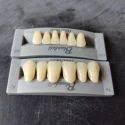 Huge Synthetic Polymer Teeth set Bluebell Double Cross Link 3Lyer Buy Dental products Online DentalMyntra