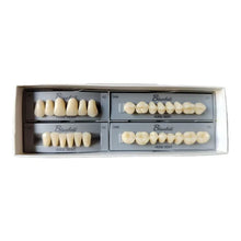 Huge Synthetic Polymer Teeth set Bluebell Double Cross Link 3Lyer Buy Dental products Online DentalMyntra