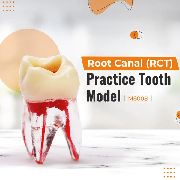 iDENTical Root Canal (RCT) Practice Tooth Model - M8008 Buy Dental products Online DentalMyntra