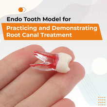 iDENTical Root Canal (RCT) Practice Tooth Model - M8008 Buy Dental products Online DentalMyntra