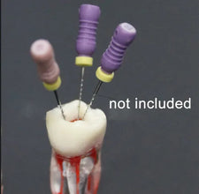 iDENTical Root Canal (RCT) Practice Tooth Model - M8008 Buy Dental products Online DentalMyntra