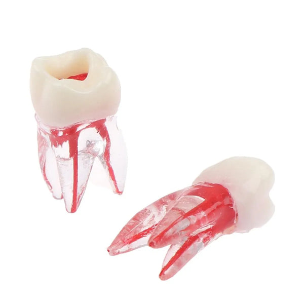 iDENTical Root Canal (RCT) Practice Tooth Model - M8008 Buy Dental products Online DentalMyntra